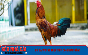 Đá gà trực tiếp tại WS168 là một trong những loại hình giải trí được nhiều người chơi yêu thích