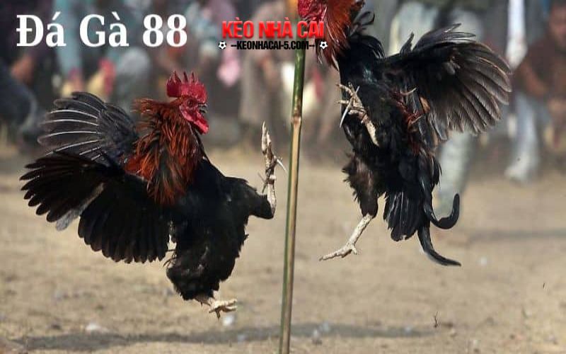 Da ga 88 - Kinh Nghiệm Đá Gà Hiệu Quả Nhất Năm 2024 2 Đặc điểm nổi bật của gà đá cựa sắt hay