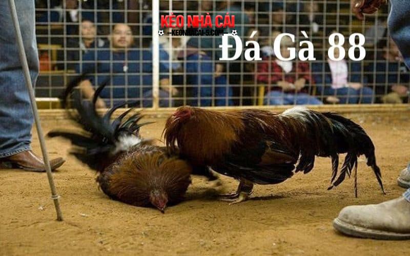 Da ga 88 - Kinh Nghiệm Đá Gà Hiệu Quả Nhất Năm 2024 3 Bí quyết sở hữu chiến kê cựa sắt thượng hạng
