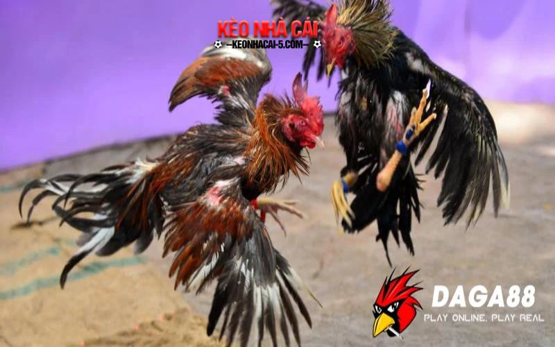 Da ga 88 - Kinh Nghiệm Đá Gà Hiệu Quả Nhất Năm 2024 1 Top giống gà đá cựa sắt tốt nhất thế giới