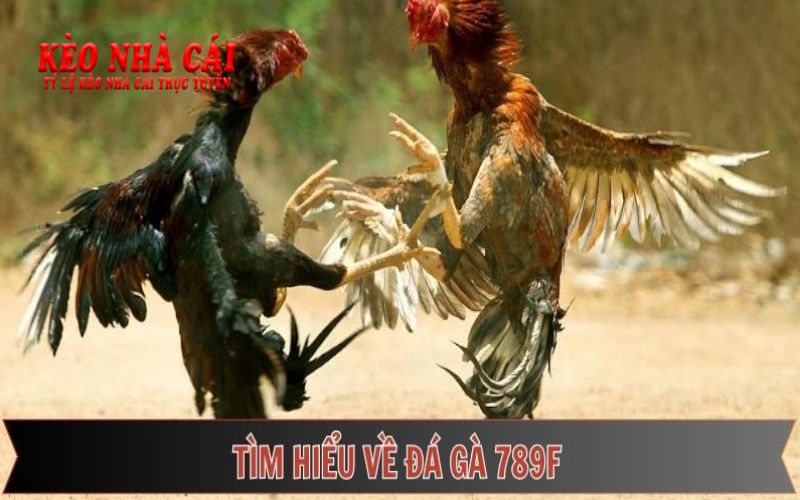 Đá Gà 789F Mang Đến Trải Nghiệm Cá Cược Độc Đáo 1 Tìm hiểu đá gà 789F