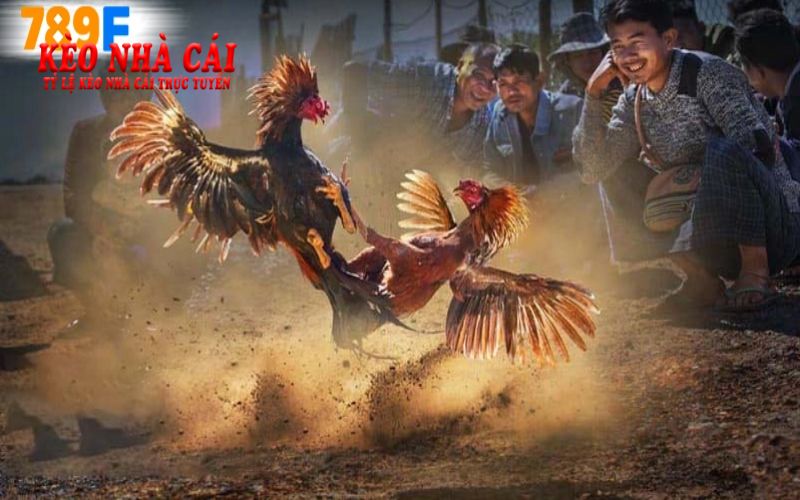 Đá Gà 789F Mang Đến Trải Nghiệm Cá Cược Độc Đáo 2 Cơ hội thắng lớn từ đá gà 789F