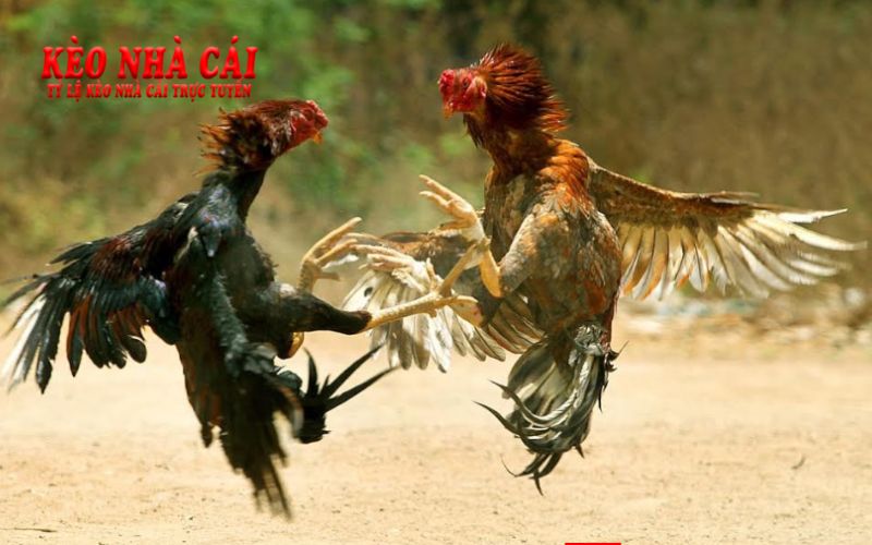 Đá Gà 789F Mang Đến Trải Nghiệm Cá Cược Độc Đáo 3 Tính công bằng và minh bạch của đá gà 789F